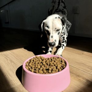 Beco Steady Dog Bowl Pink