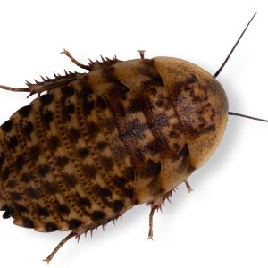 Discoid Roaches FREE SHIPPING