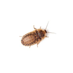 Extra Small 1/4" Dubia FREE SHIPPING