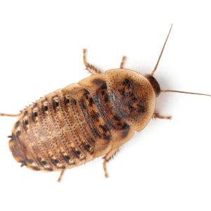 Large 1" Dubia