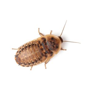 Medium 5/8" Dubia FREE SHIPPING