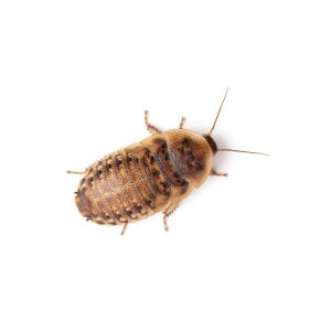 Small 3/8" Dubia