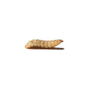 Medium CalciGrubs™