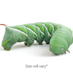 Medium Hornworms FREE SHIPPING