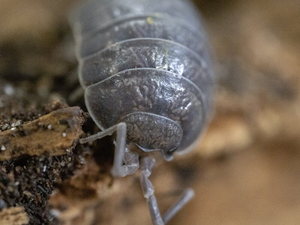 "Wild Type" Isopod (Porcellio Leavis) 10ct - Bild 3