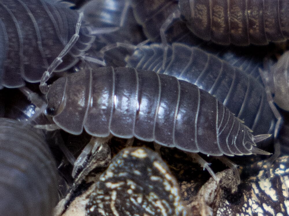 "Wild Type" Isopod (Porcellio Leavis) 10ct - Bild 4