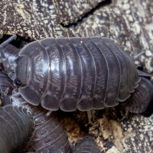 "Wild Type" Isopod (Porcellio Leavis) 10ct