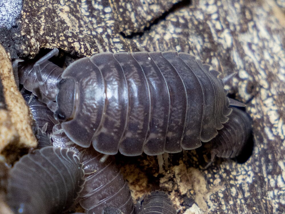 "Wild Type" Isopod (Porcellio Leavis) 10ct