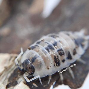 "Dairy Cow" Isopods (Porcellio laevis)