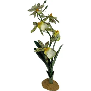 Komodo Spider Orchid Plant w/Gravel 1ea