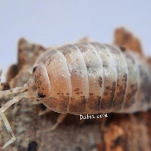 "Milkback" Isopods (Porcellio laevis)
