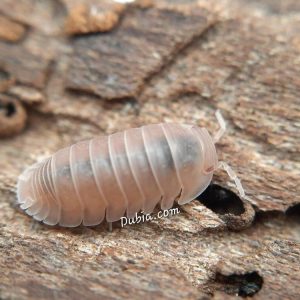 "Papaya" Isopods (Cubaris Murina)