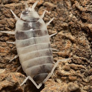 "Oreo Crumble" Isopods (Porcellionoides pruinosus)