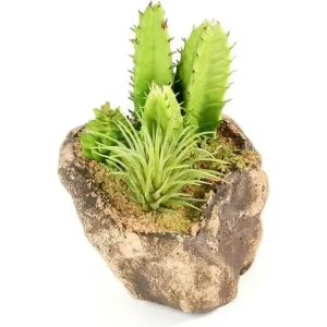Pangea Succulent Garden #3
