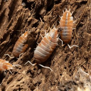 "Red Koi" Isopods (Porcellionoides pruinosus)