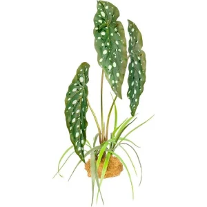 Komodo Standing Plant Spotted Begonia, 1ea/18 in